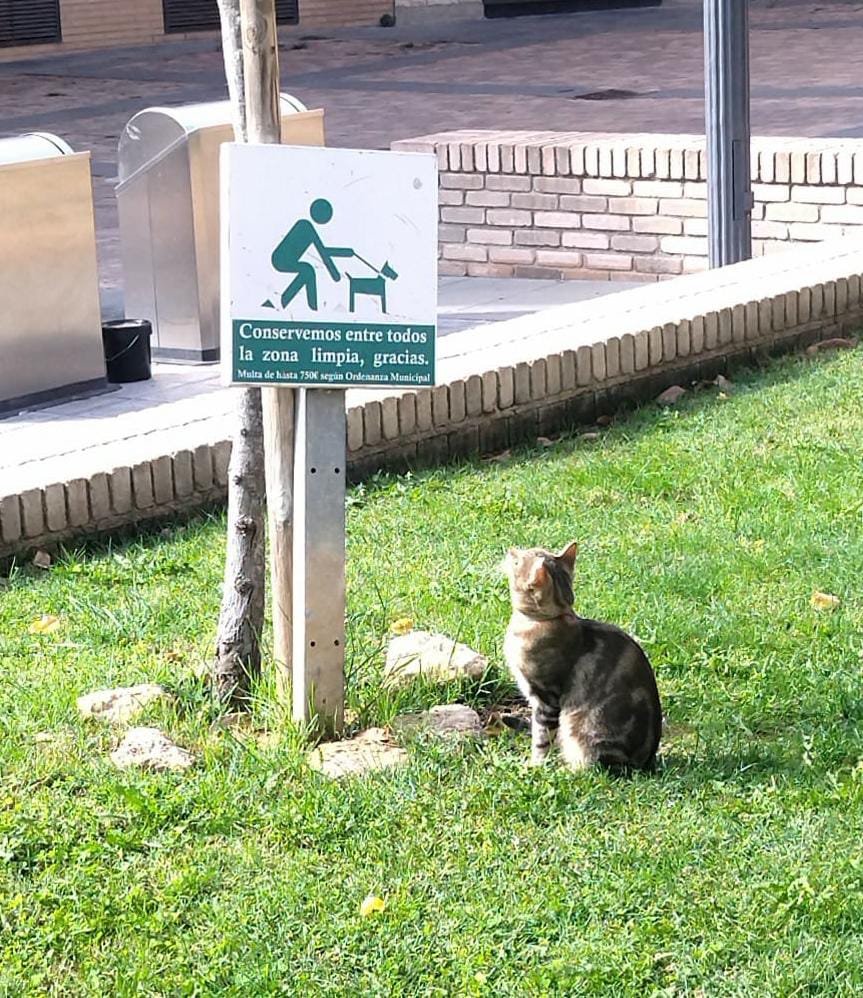 El Ayuntamiento de Binéfar pone en marcha una campaña para el control de la población de gatos callejeros