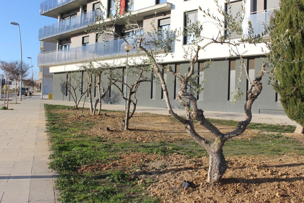 Los siete olivos de la plaza de la Litera han sido trasladados a las calles Ribagorza y Benito Coll