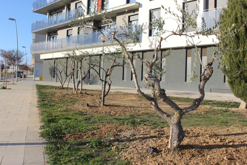 Los siete olivos de la plaza de la Litera han sido trasladados a las calles Ribagorza y Benito Coll