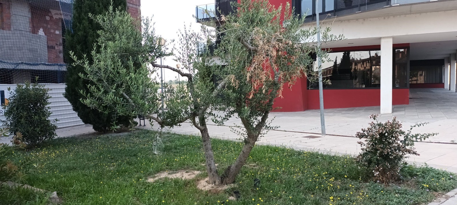 El Ayuntamiento de Binéfar sorteará la recogida de aceitunas de los olivos municipales