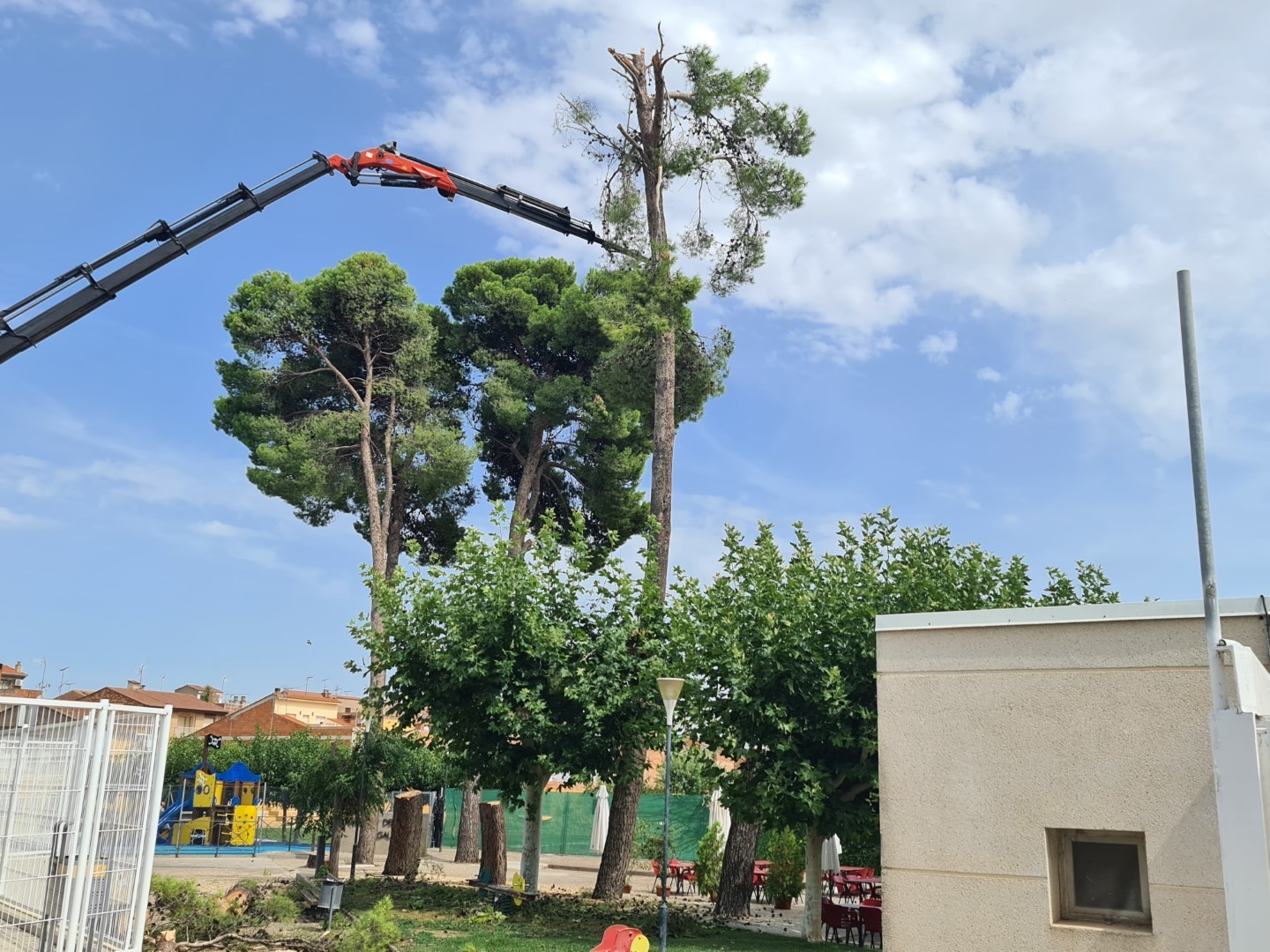Tala de cinco árboles del CDM El Segalar por seguridad para los ciudadanos