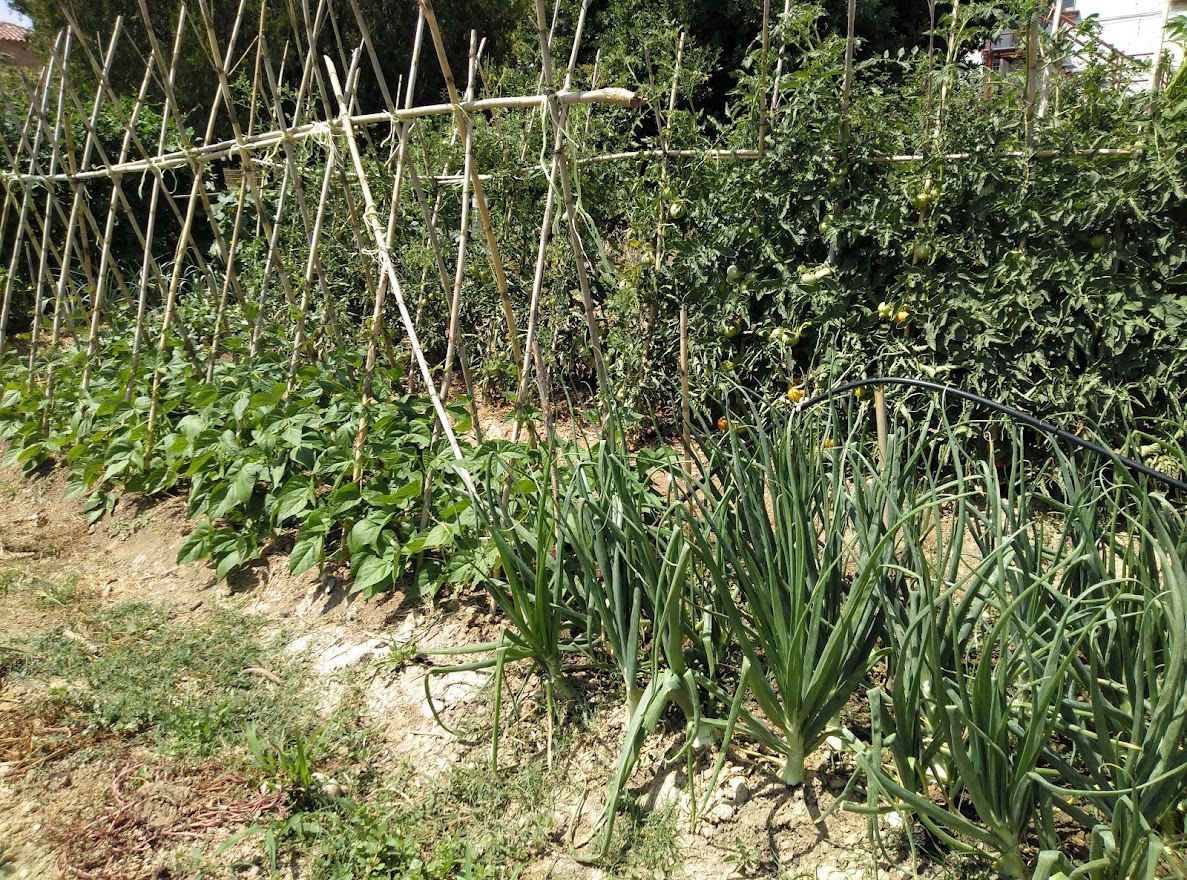 CAMPAÑA CONTACTO ENTRE PROPIETARIOS DE TERRENOS SIN USO Y PERSONAS INTERESADAS EN CULTIVAR